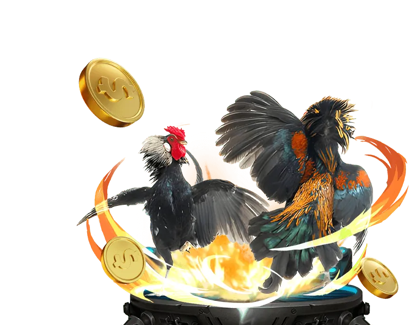 Hình ảnh chiến kê Thiết Quyền