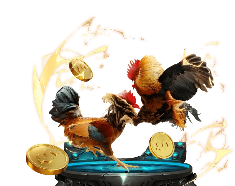 Hình ảnh chiến kê trẻ đột phá